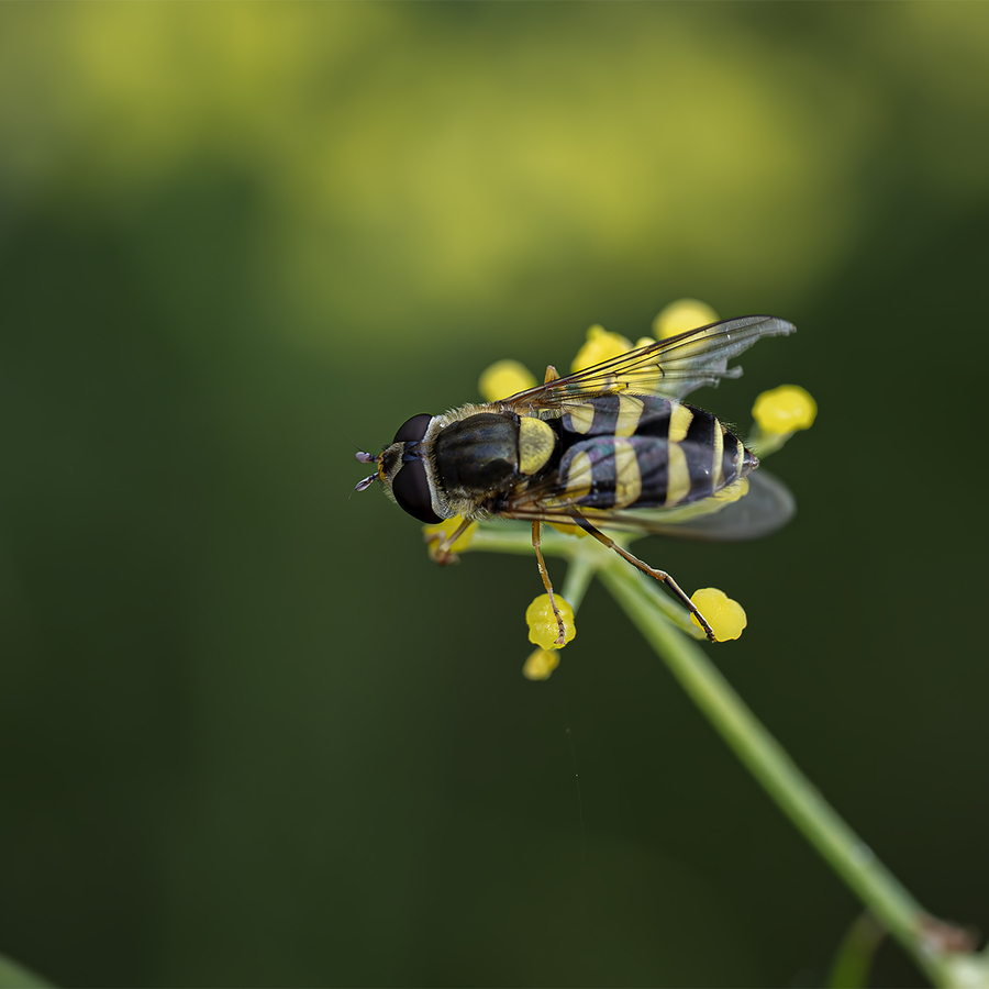 Macro Workshop